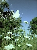 Flowers and Sky