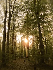 Sun Through Trees